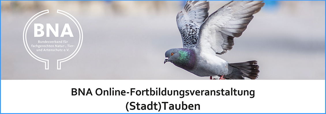 BNA-Onlinefortbildung (Stadt)Tauben